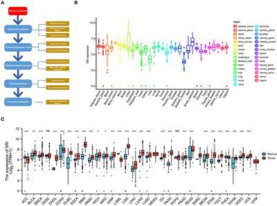 Clinical Significance and Prognostic Value of Human Soluble Resistance-Related Calcium-Binding Protein: A Pan-Cancer Analysis